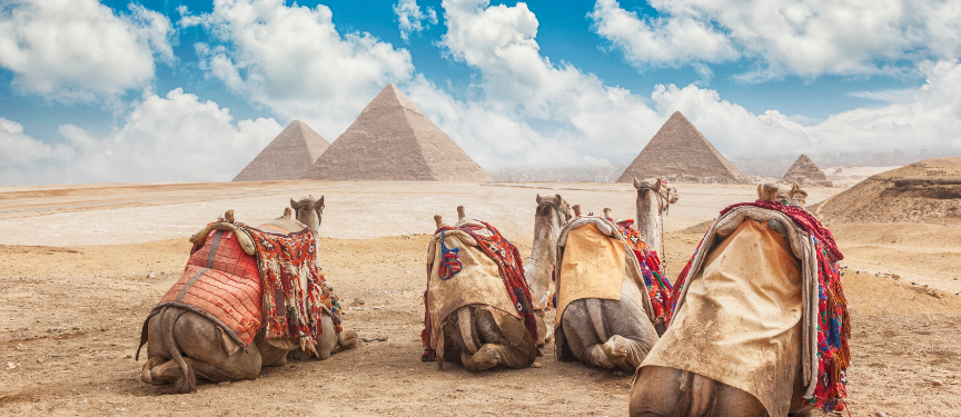 Tourist experience with camels in Egypt